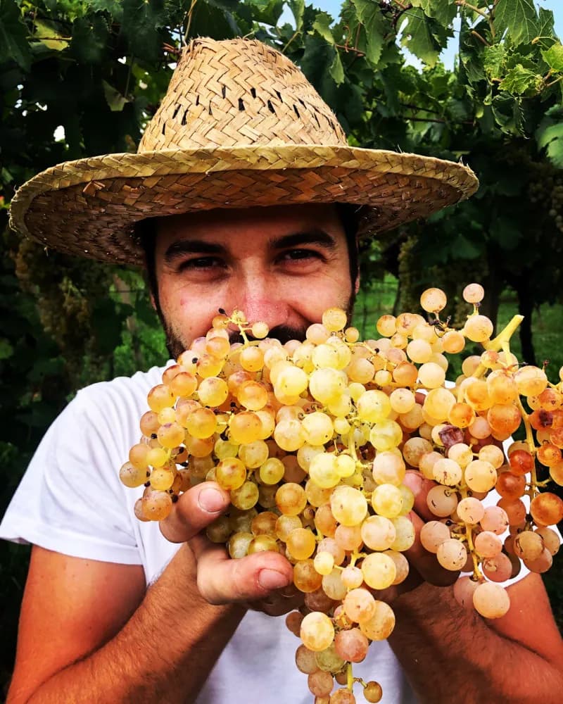 Close-up portrait of Piercarlo Carcereri, wearing a straw hat, smiling and holding a large bunch of ripe golden grapes up to his face in the vineyard.